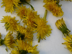 dandelions